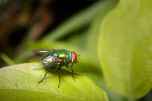 A close-up of a green bottle fly with red eyes standing on a green leaf, with a blurred leafy background.