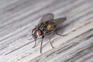 A close-up of a common housefly with red eyes and transparent wings standing on a wooden surface.