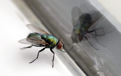 Why Are Flies So Bad in Summer?