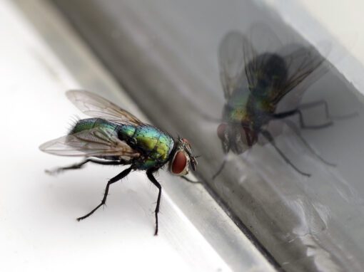 A close-up of a housefly perched on a windowsill with its reflection visible on the glass.