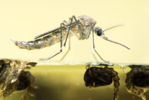 Close-up of a mosquito resting on the surface of water, with mosquito larvae visible underneath the water.