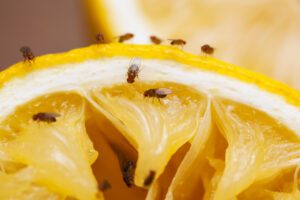 Close-up of several fruit flies on the surface of a sliced lemon.