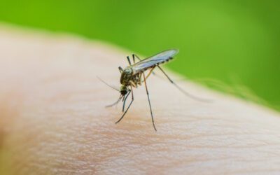 National Mosquito Control Awareness Week: Mosquito Myths, Disease Prevention, and What Really Works