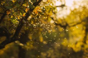 A cluster of small mosquitoes swarms in the sunlight near tree branches with green and yellow leaves in a forest setting.