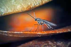 Close-up of a small black insect, fungus gnat, standing on a brown dried leaf with another leaf above it.