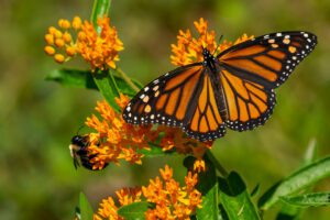 A monarch butterfly and a bumblebee are perched on bright orange flowers surrounded by green leaves.