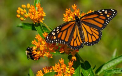 Step Into Rockford’s Enchanted Garden This June 30