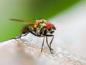 Close-up image of a housefly with red eyes and hairy body, standing on a surface with a blurred green background.