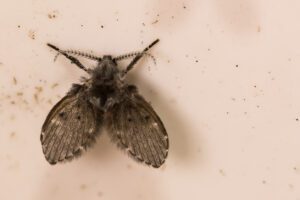 Close-up view of a drain fly with hairy wings and body, resting on a light-colored surface with small specks of dirt.