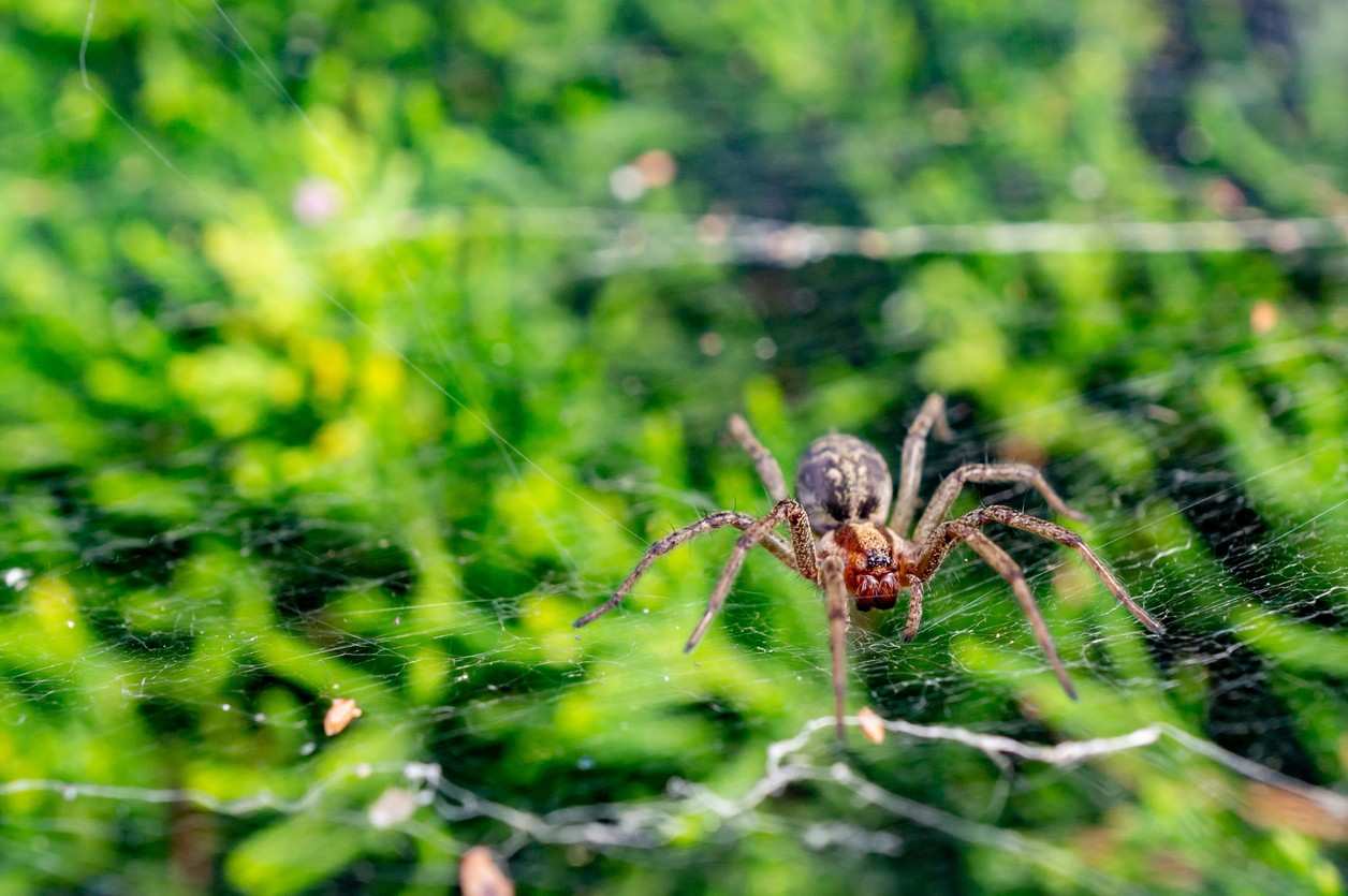Close-up of brown spider on web with blurred green foliage background