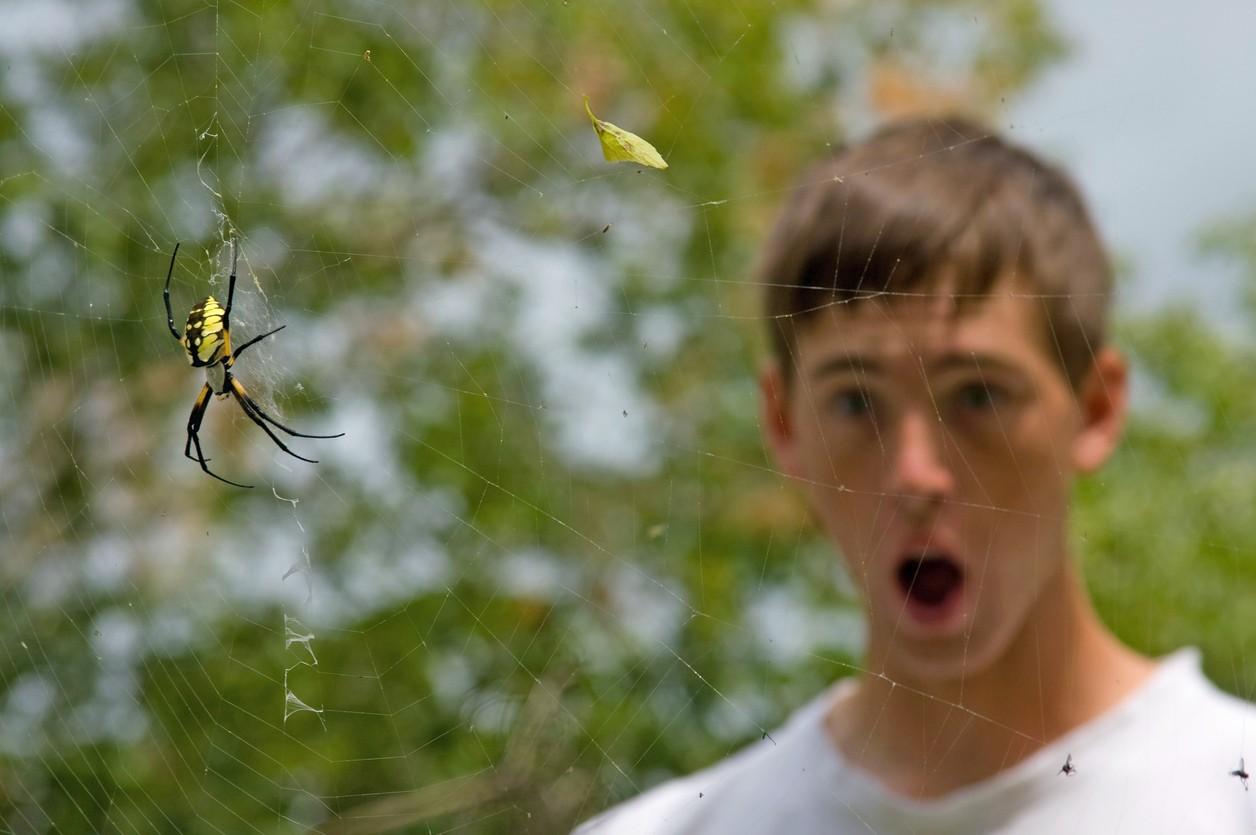 Close-up of a spider on a web with a blurred person and trees in the background
