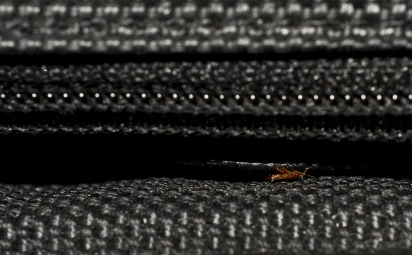 Small brown bed bug hiding within the seam of dark upholstered fabric
