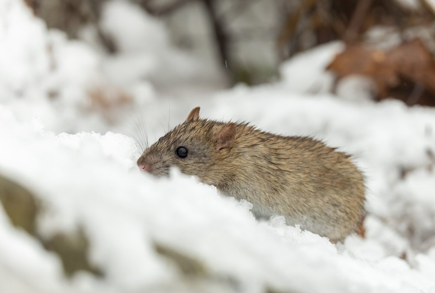 Brown mouse moving through snow-covered ground in a winter landscape