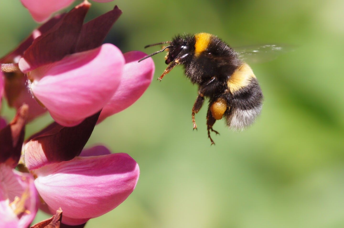 Bumblebee hovering beside a pink flower while collecting nectar in a garden