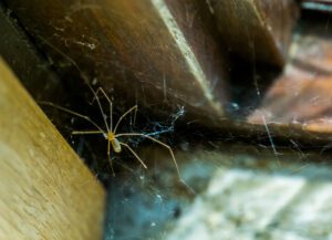 A daddy long legs, also known as a cellar spider, sits in its web in the corner of a wooden structure, with fine strands of web visible around it.