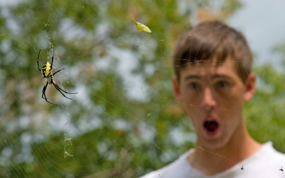 Why Are Spider Webs Suddenly Appearing Around Your Home This Summer?