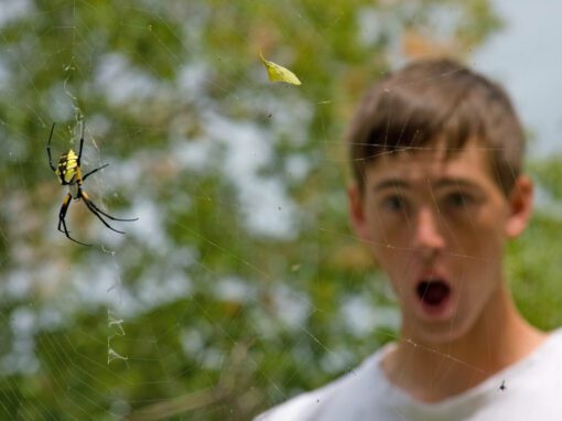 A large spider sits in its web, outdoors among green foliage, while a blurred young man in the background looks surprised—perhaps wondering, is this spider harmful?.
