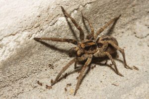 A brown wolf spider with long legs sits on a rough, light-colored surface near several small ants.