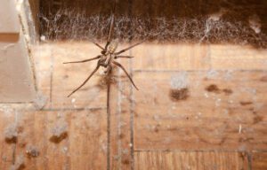 A spider sits in a web in the corner of a dusty wooden floor, surrounded by dust and debris.