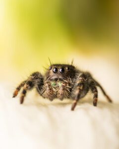 Close-up of a jumping spider with prominent eyes and hairy legs, standing on a light surface with a blurred yellow-green background.