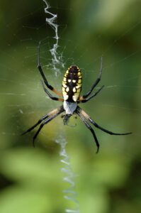 A black and yellow spider sits in the center of its web outdoors, with a blurred green background and a visible zigzag silk pattern below it.