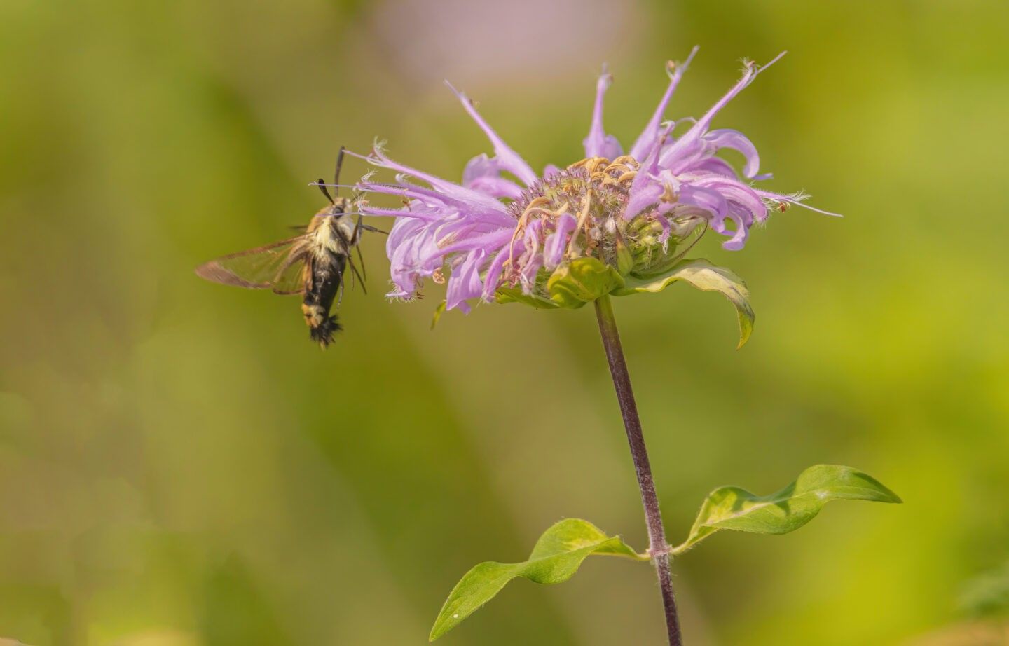 Hummingbird moth hovering beside a purple bee balm flower in a garden