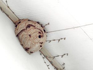 A large wasp nest is attached to the corner of a white ceiling, with dried vines running along the wall nearby.