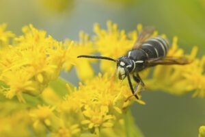 A close-up of a black and white wasp on bright yellow flowers, with a blurred green background.