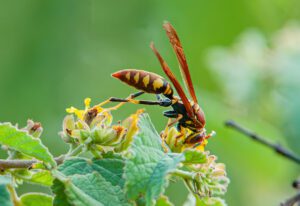 A close-up of a wasp with orange and yellow markings perched on green leaves and yellow flowers against a blurred green background.