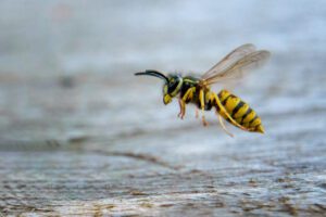 A close-up of a yellow and black wasp flying above a wooden surface, with its wings blurred from motion.