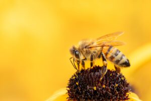 A close-up of a bee collecting nectar from the center of a yellow flower, with a blurred yellow background.