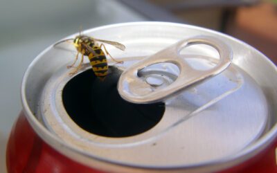 Why Are Wasps So Aggressive? Your Stinging Insect Questions Answered