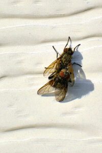 Two houseflies are mating on a textured white surface in bright sunlight, not far from where cluster flies often gather.