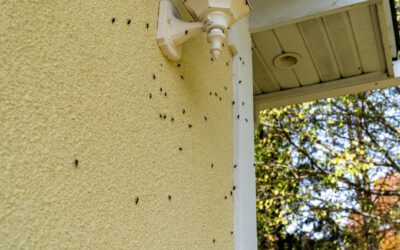 Fall Pests Are Moving In. Here’s How to Keep Them Out