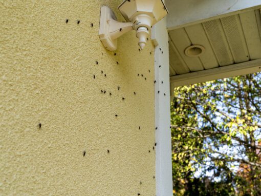 Multiple flies are clustered on the yellow exterior wall of a house near a white outdoor light fixture, with trees visible in the background.