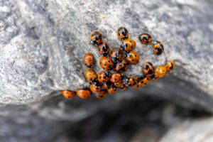 A cluster of orange and black ladybugs gathers on a rough, gray rock surface.