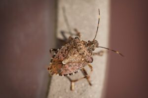 Close-up of a brown marmorated stink bug on a gray vertical surface, showing its shield-shaped body and patterned markings.