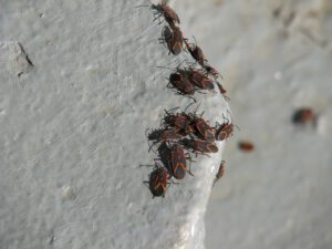 A cluster of small black and red bugs congregates on a rough, gray surface.