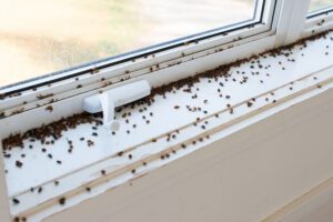 Hundreds of dead insects are scattered along the white windowsill and window latch of a closed window in daylight.
