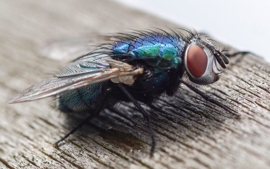 Blue Bottle Flies in Your House: Why They Appear Suddenly
