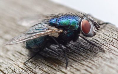 Blue Bottle Flies in Your House: Why They Appear Suddenly