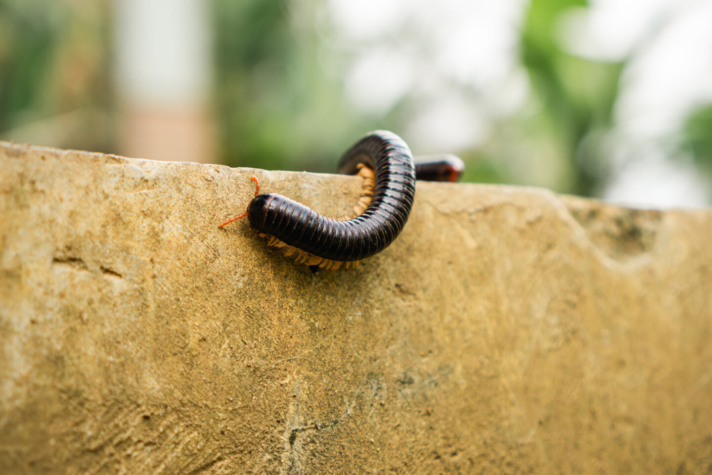 Rose Insisde Body Centipedes vs. Millipedes: Why Are They Suddenly in Your House? - Rose ...