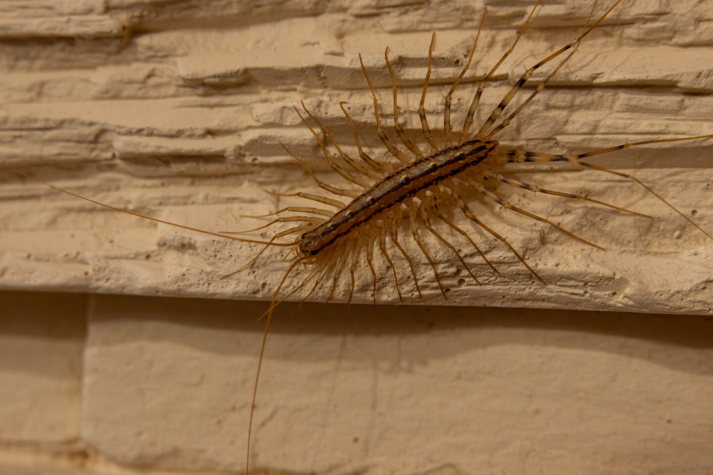 Rose Insisde Body Centipedes vs. Millipedes: Why Are They Suddenly in Your House? - Rose ...