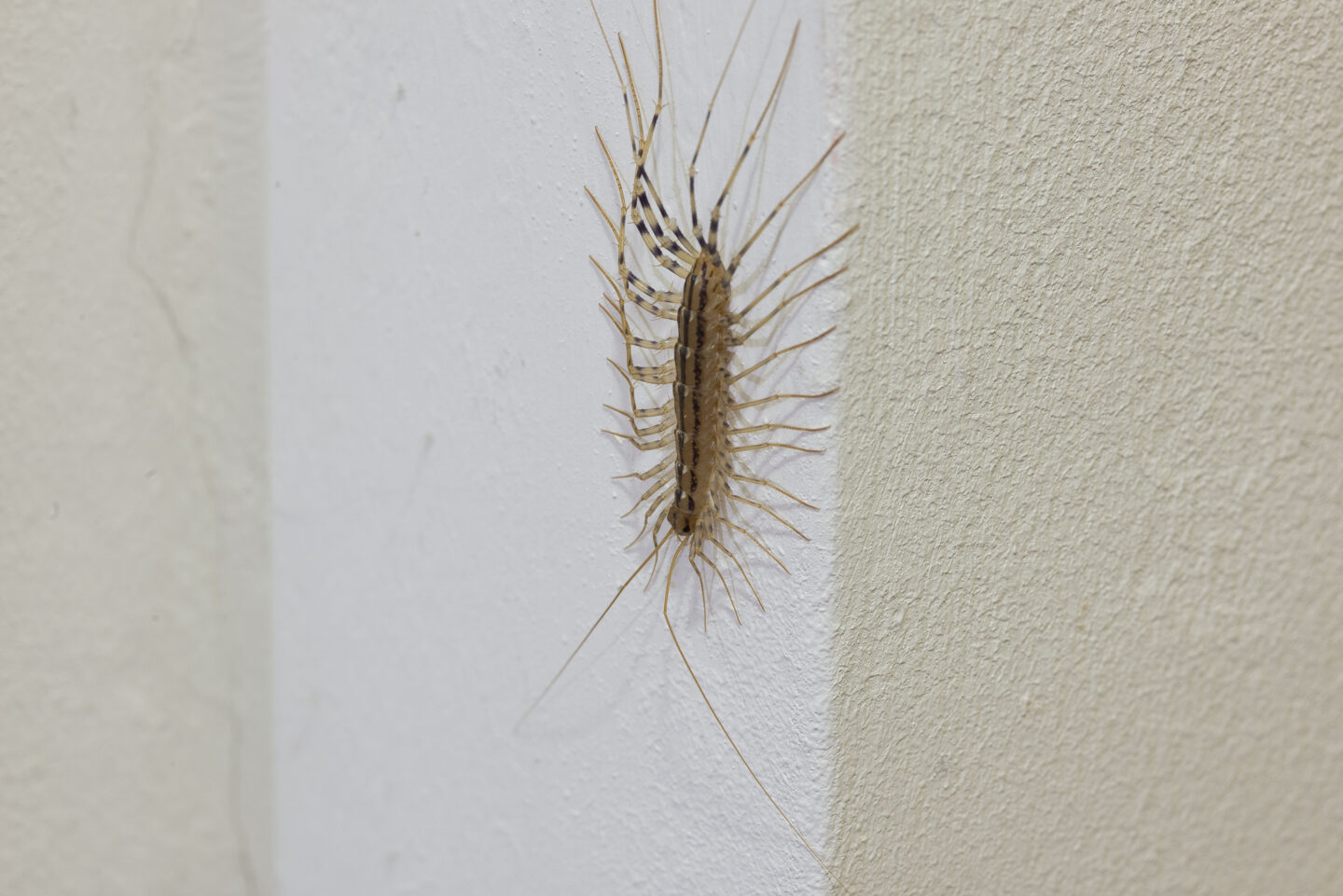 Rose Insisde Body Centipedes vs. Millipedes: Why Are They Suddenly in Your House? - Rose ...